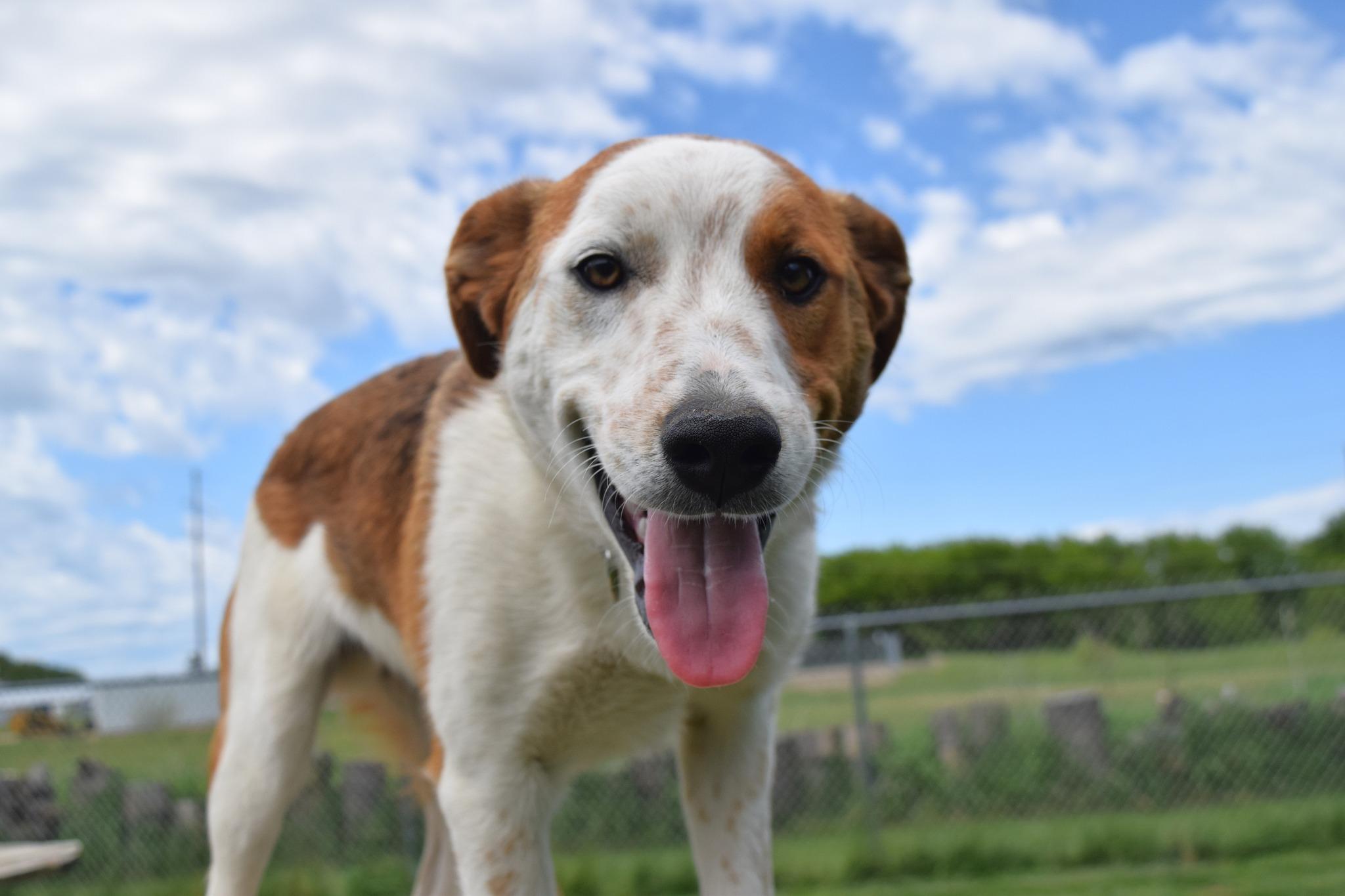 Athens, Adoptable, Puppy Male Australian Cattle Dog / Blue Heeler.
