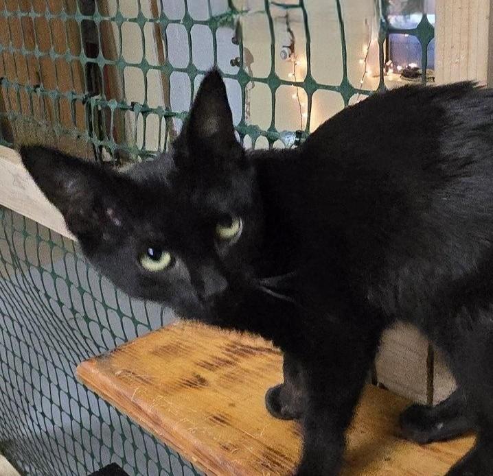 Enlarge Vira, an adopted Domestic Short Hair in Las Cruces, NM image 2/2