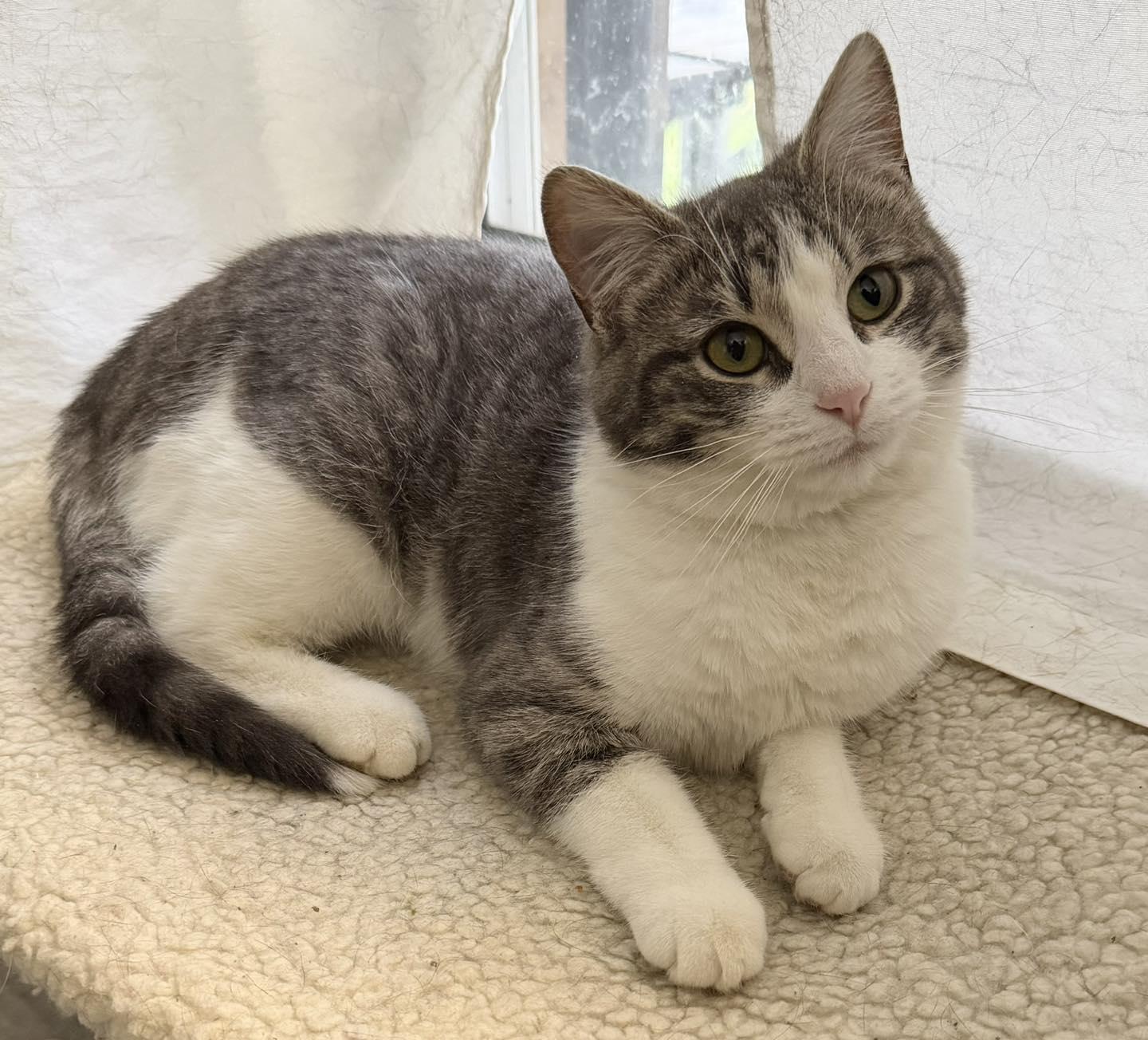  Tyler (female), adopted, Young Female Domestic Short Hair.
