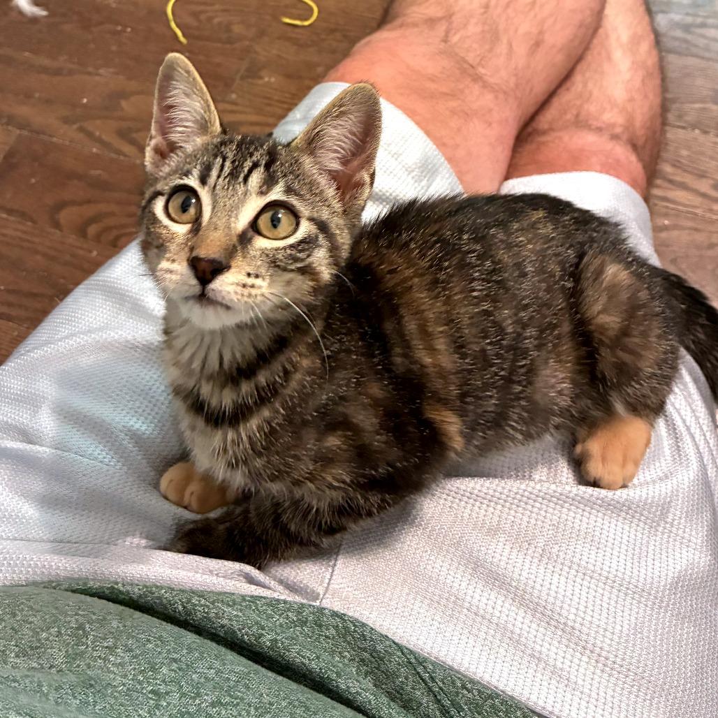 Salsa, Adoptable, Kitten Female Domestic Short Hair.
