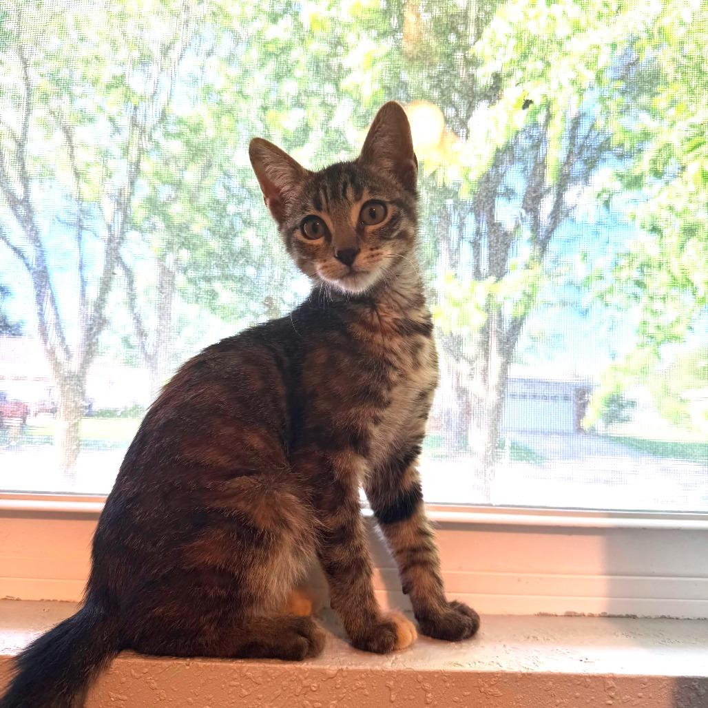 Salsa, a Adoptable Domestic Short Hair in Green Bay, WI image 2/3