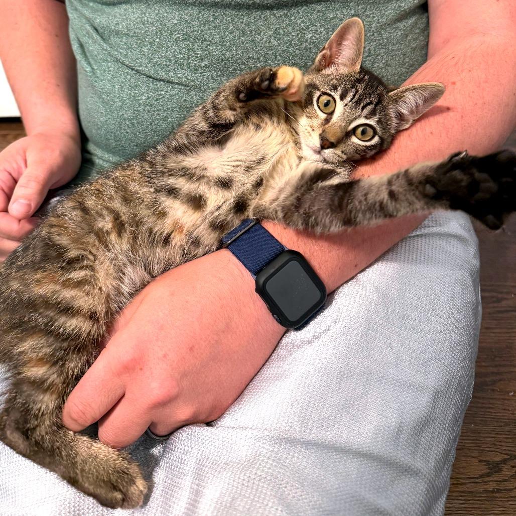 Salsa, a Adoptable Domestic Short Hair in Green Bay, WI image 3/3