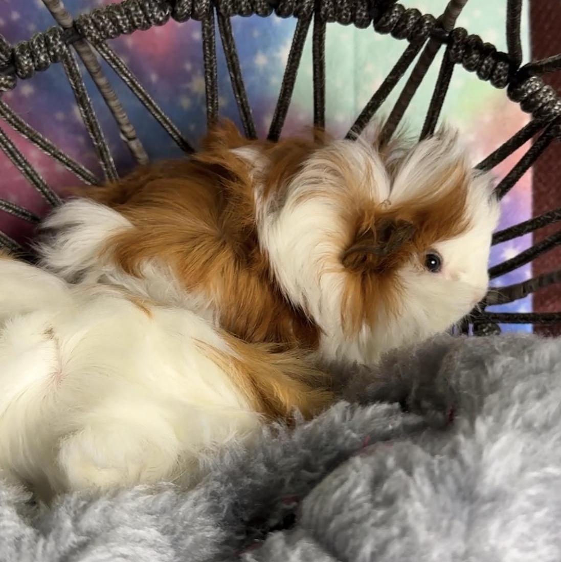 Gelato, Sorbet and Vanilla, adopted, Young Male Peruvian & Abyssinian.