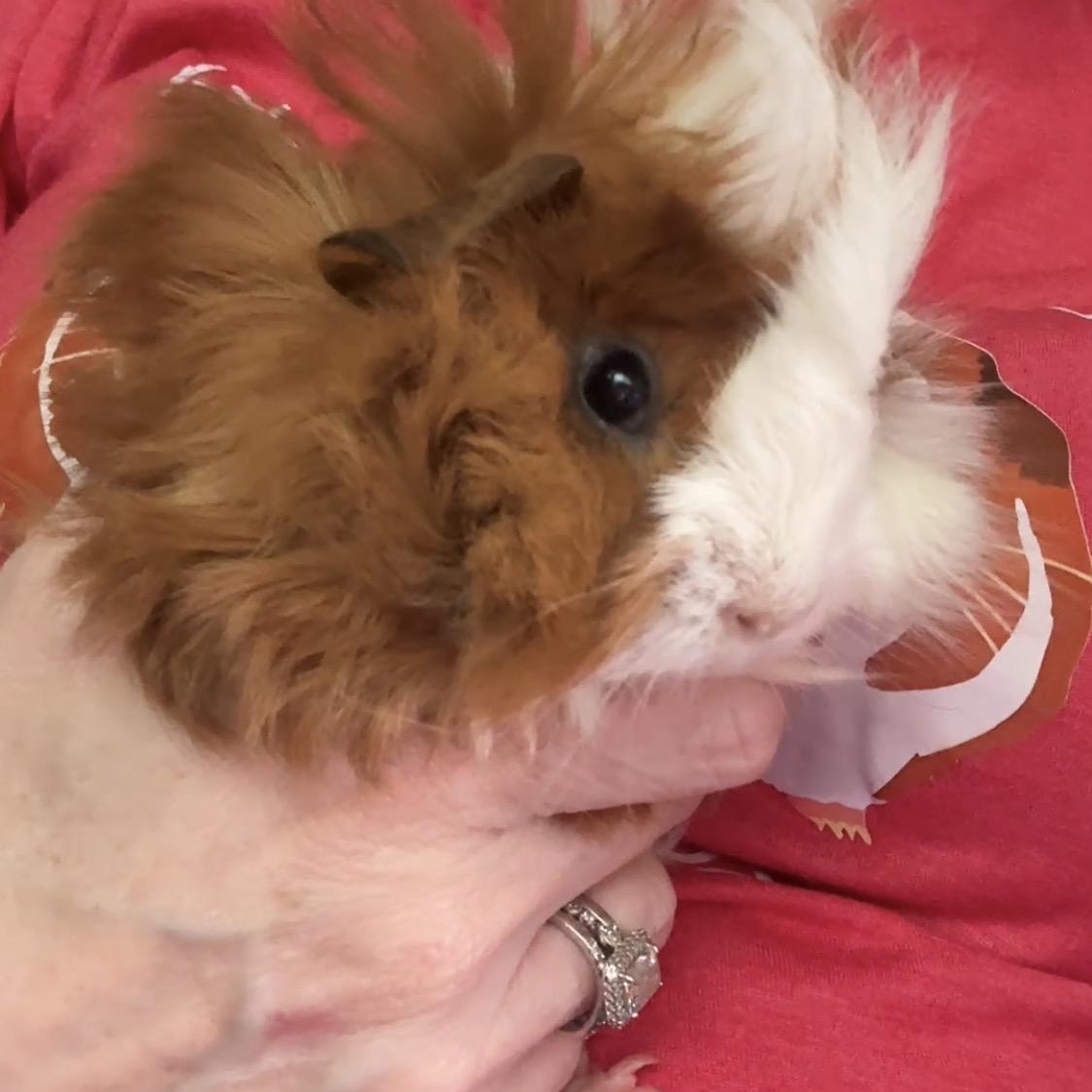 Enlarge Gelato, Sorbet and Vanilla, a ADOPTABLE mixed breed in San Antonio, TX image 3/4