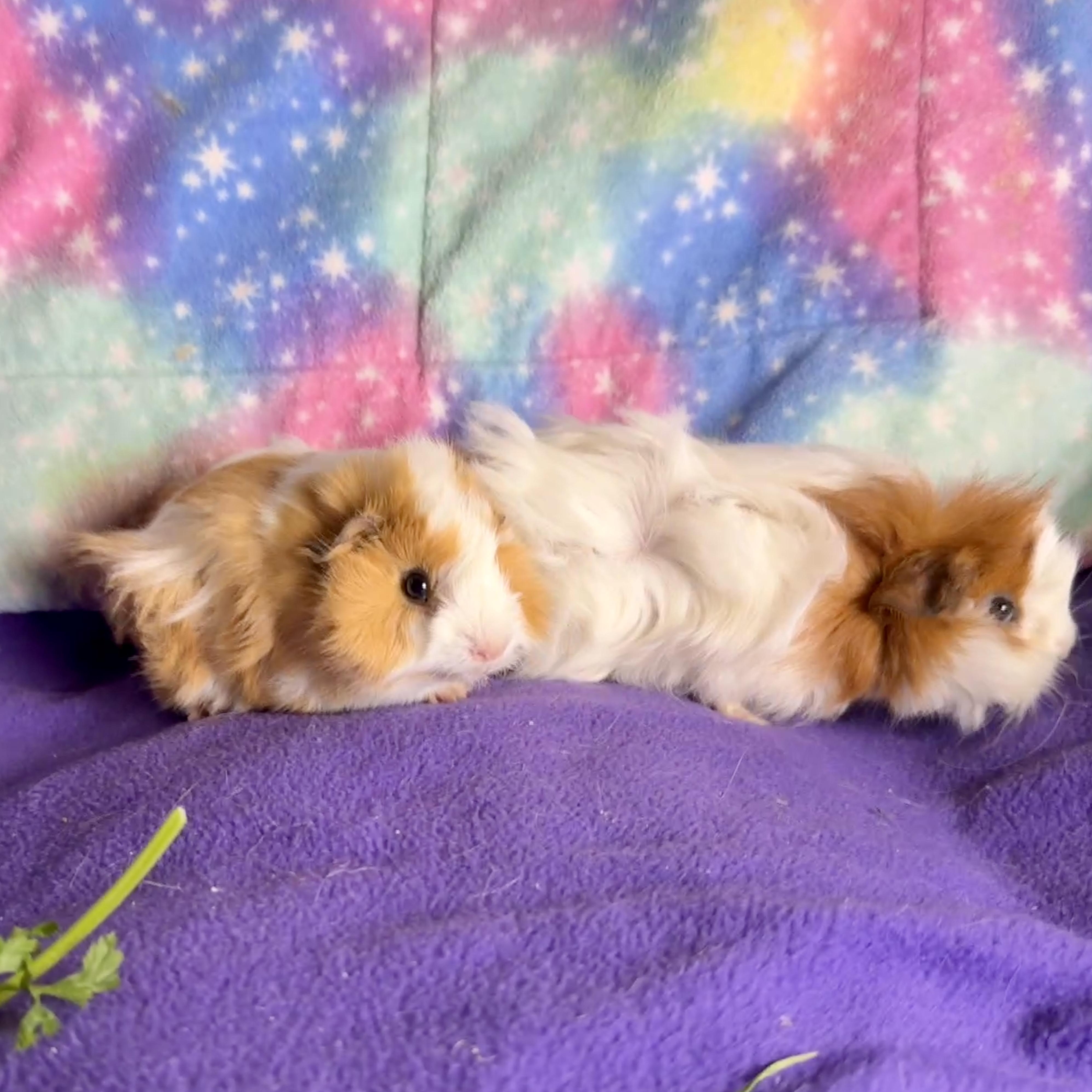 Enlarge Gelato, Sorbet and Vanilla, a ADOPTABLE mixed breed in San Antonio, TX image 1/4