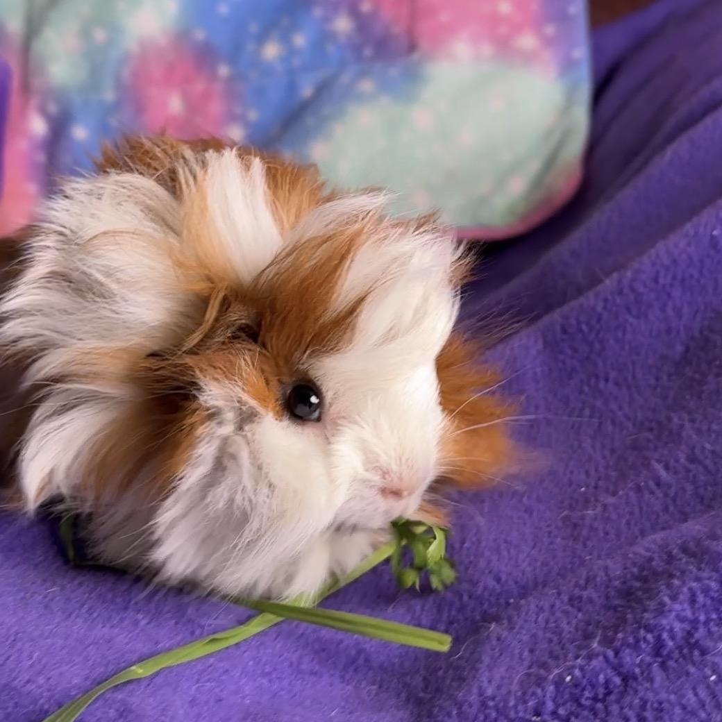 Enlarge Gelato, Sorbet and Vanilla, a ADOPTABLE mixed breed in San Antonio, TX image 2/4