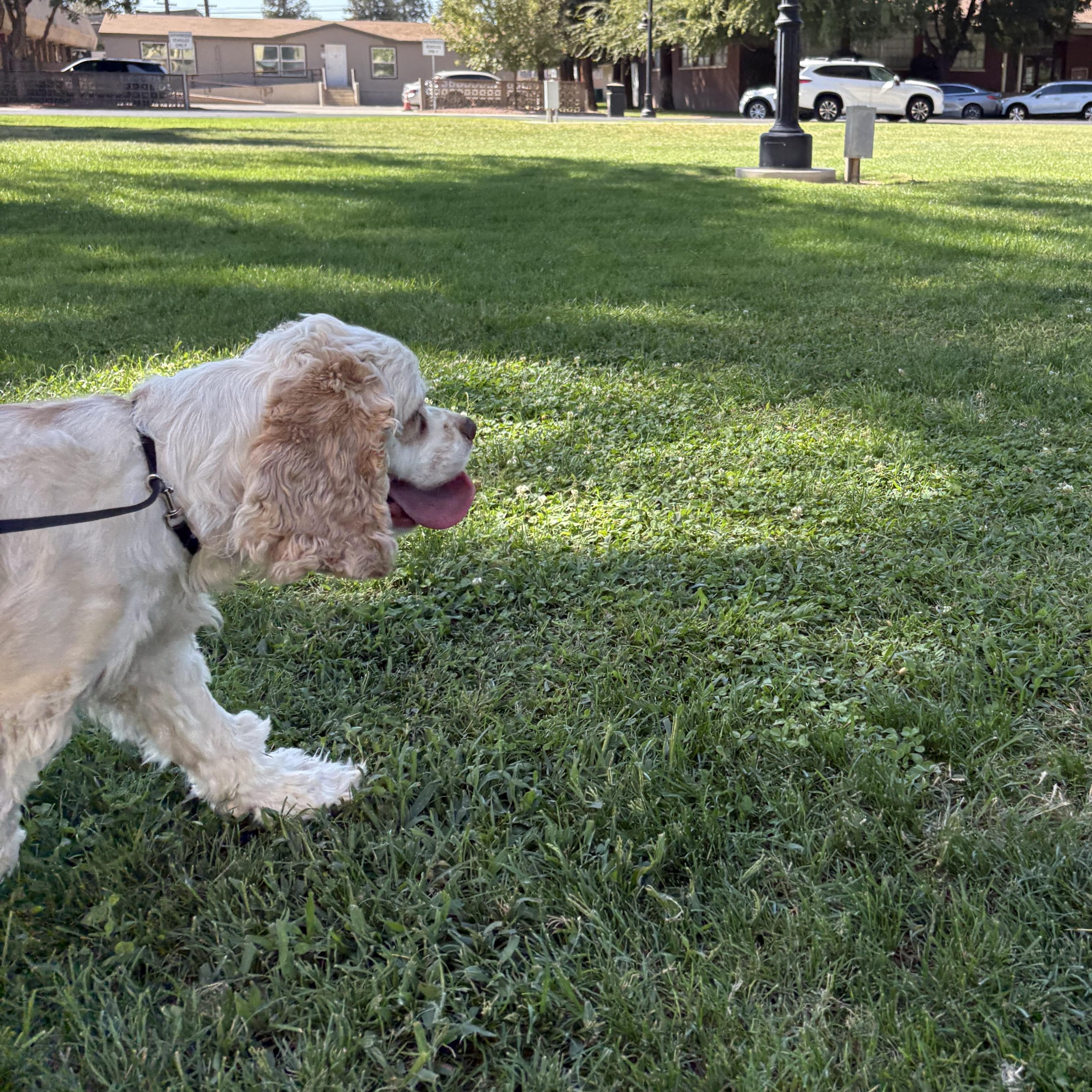 Enlarge Marley, a Adoptable Cavalier King Charles Spaniel in Reedley, CA image 5/6