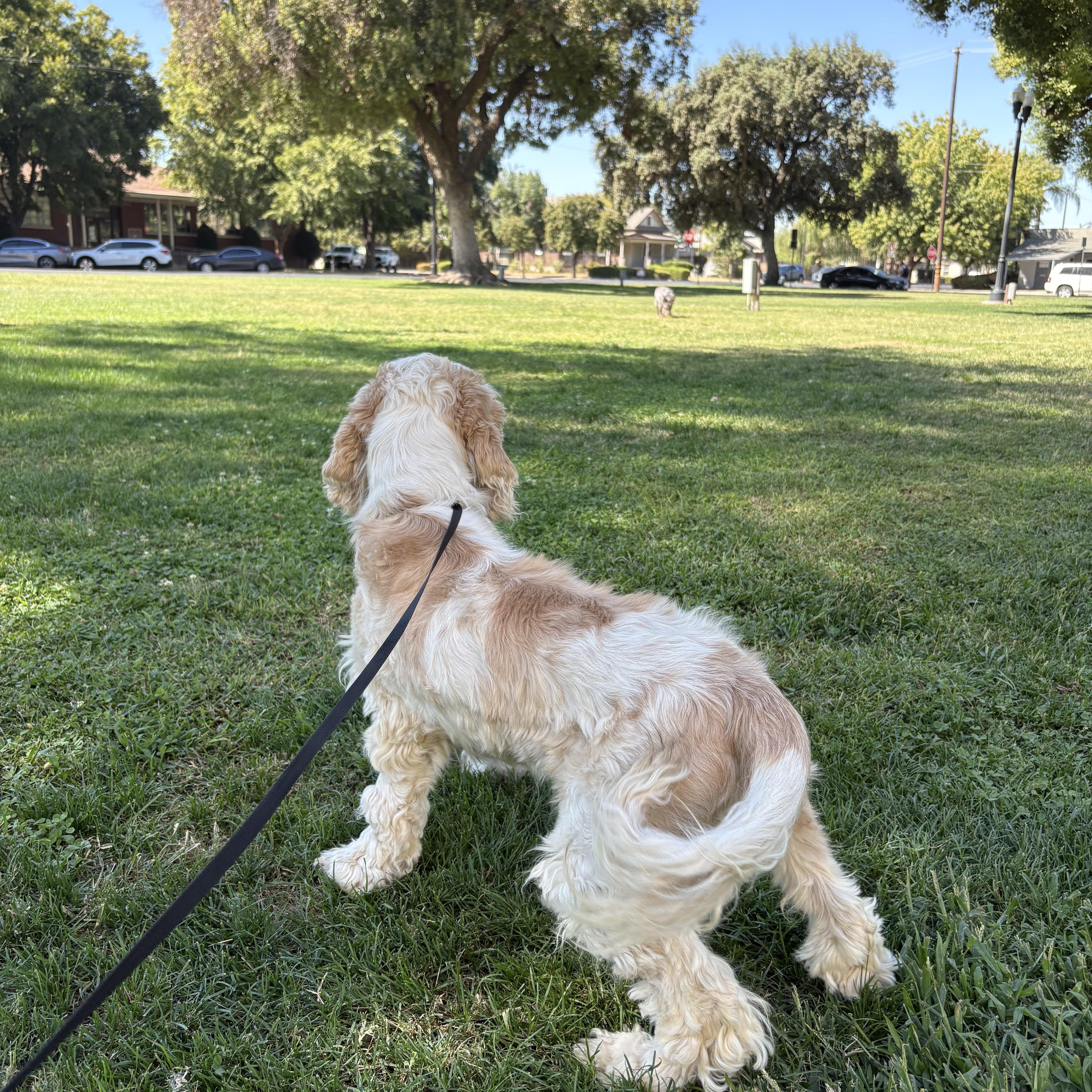 Enlarge Marley, a Adoptable Cavalier King Charles Spaniel in Reedley, CA image 4/6