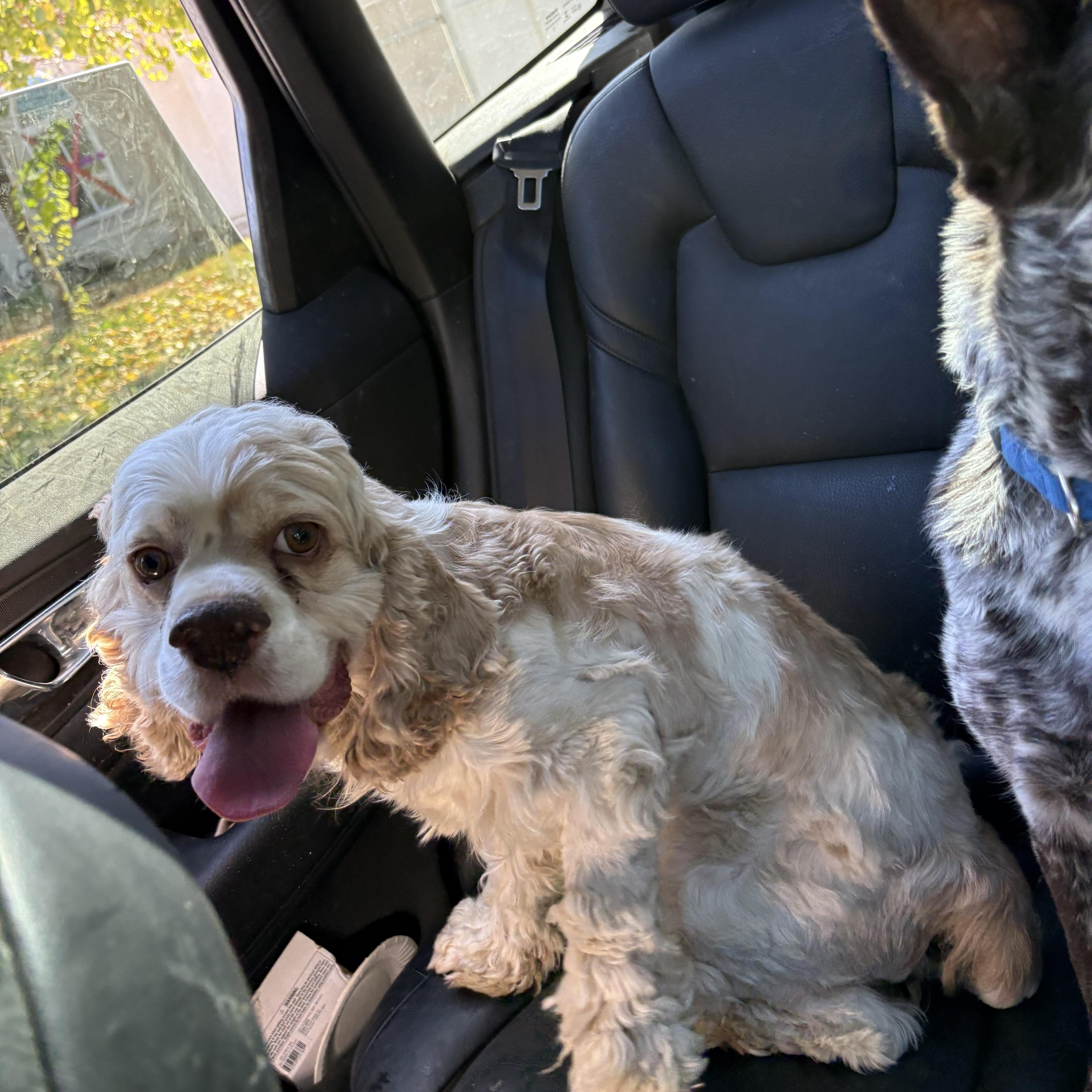 Enlarge Marley, a Adoptable Cavalier King Charles Spaniel in Reedley, CA image 3/6