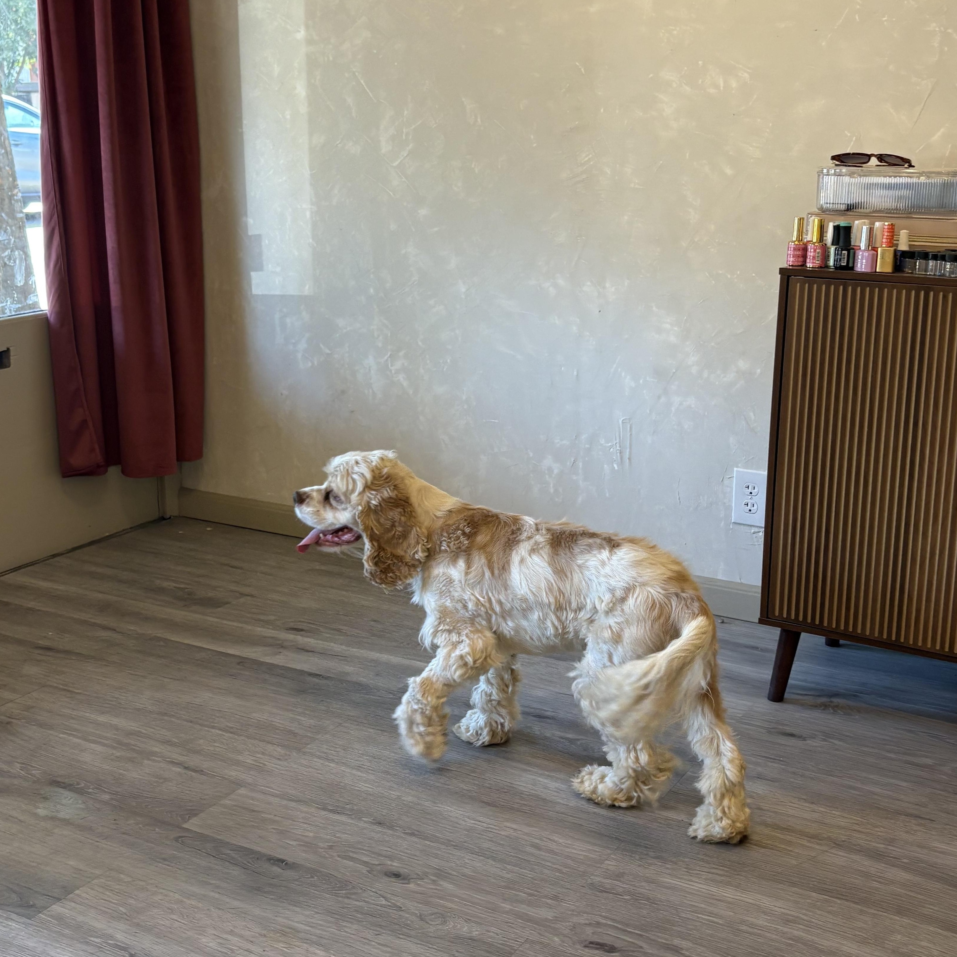 Enlarge Marley, a Adoptable Cavalier King Charles Spaniel in Reedley, CA image 2/6