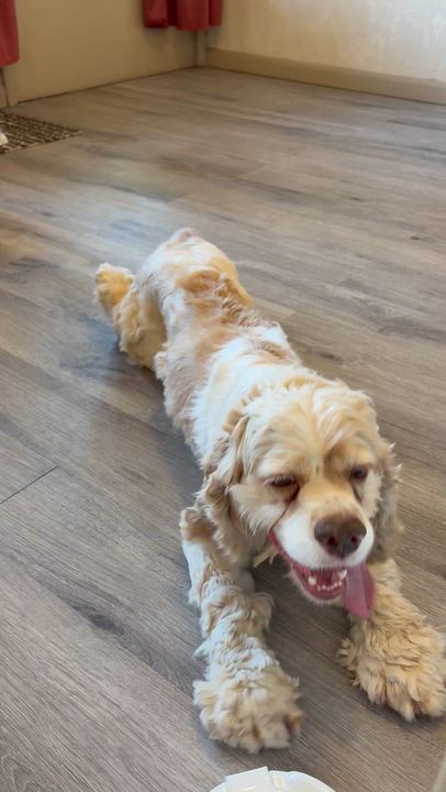 Enlarge Marley, a Adoptable Cavalier King Charles Spaniel in Reedley, CA video 6/6