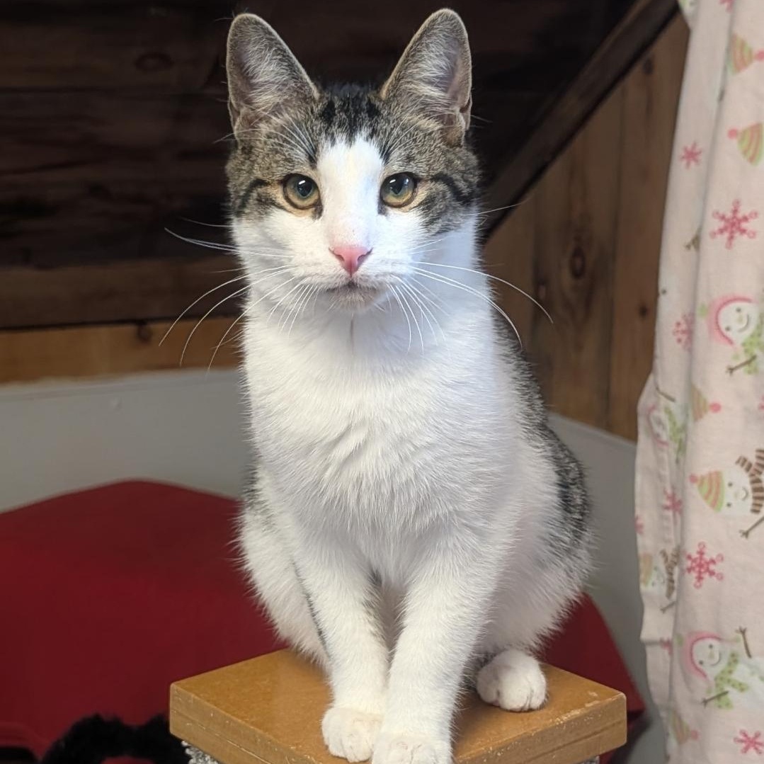 Enlarge Stone, a Adoptable Domestic Short Hair in Waynesville, NC image 1/2