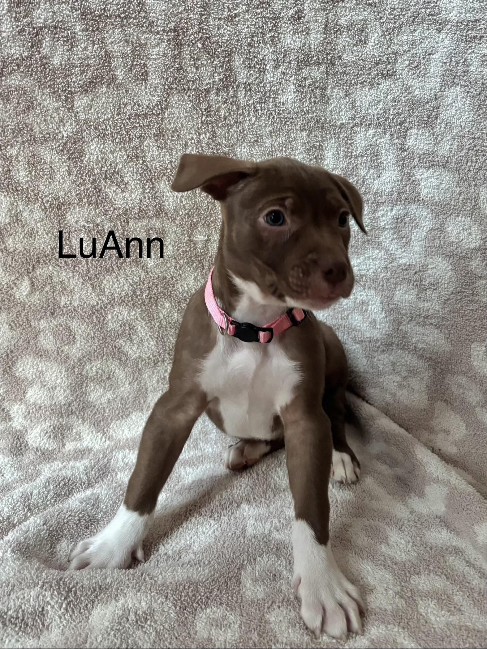 LUANN, Adoptable, Puppy Female Pit Bull Terrier & Mastiff.