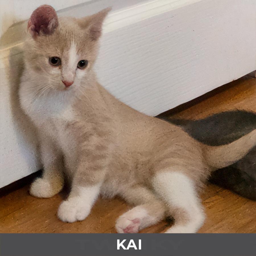 Kai, a Adoptable Domestic Short Hair in Etobicoke, ON image 1/3