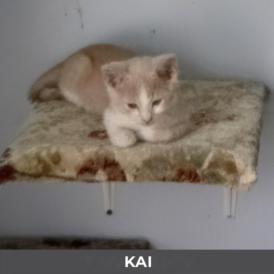 Kai, a Adoptable Domestic Short Hair in Etobicoke, ON image 3/3