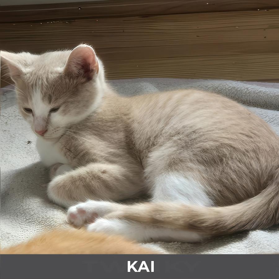 Kai, a Adoptable Domestic Short Hair in Etobicoke, ON image 2/3