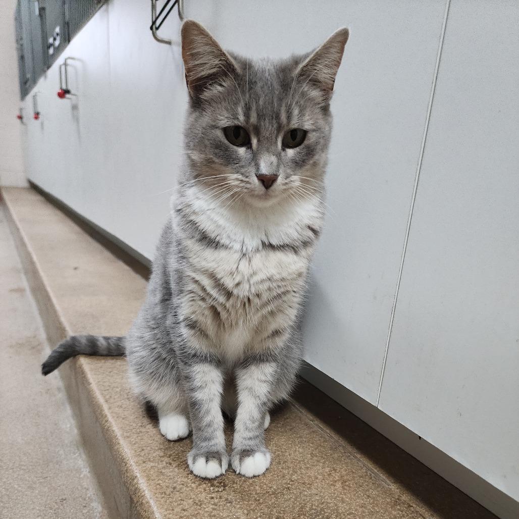 Rosemary, Adoptable, Young Female Domestic Short Hair.