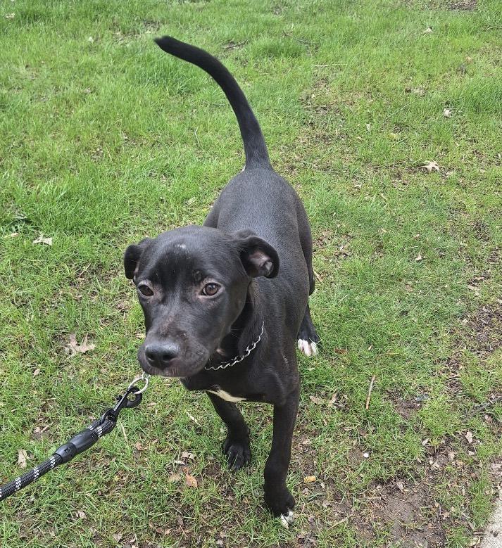 Enlarge Cheeha, a ADOPTABLE mixed breed in Parma, OH image 1/1
