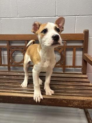 Enlarge Nemo, an adoptable Pit Bull Terrier in Lafayette, IN image 1/1