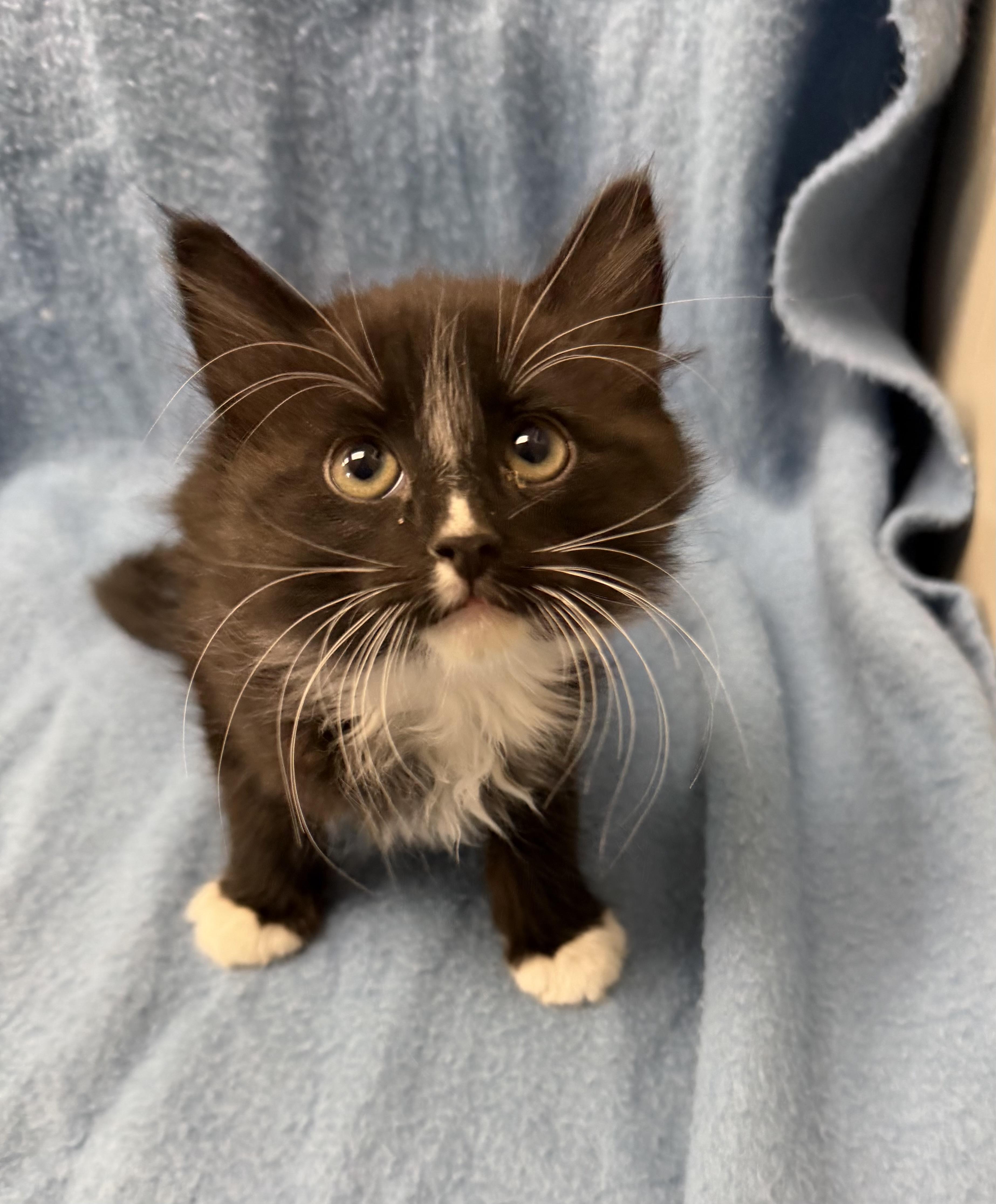 Enlarge Silo, an adopted Domestic Medium Hair in Buena Vista, CO image 1/1