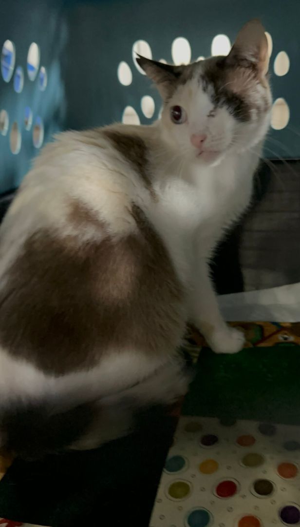 Enlarge Pinot Grigio, a Adopted mixed breed in Manchester, NH image 1/2