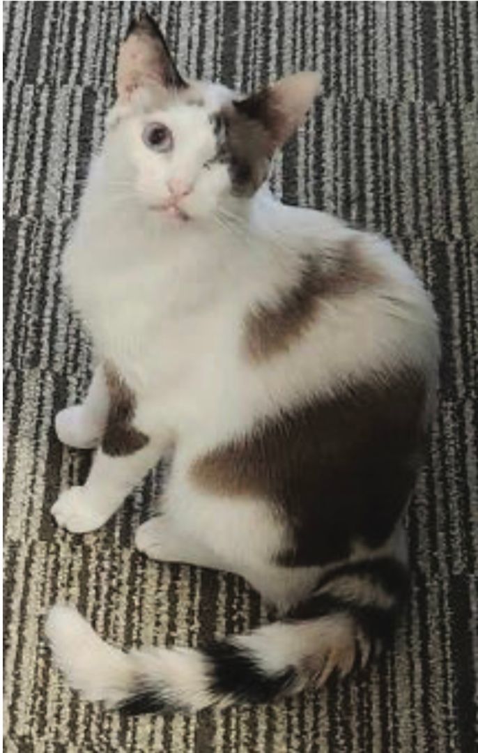 Enlarge Pinot Grigio, a Adopted mixed breed in Manchester, NH image 2/2