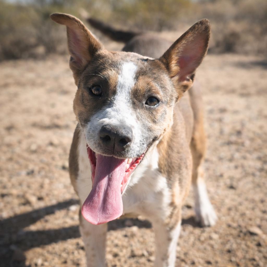 Enlarge Hope, a Adoptable mixed breed in Wickenburg, AZ image 2/4