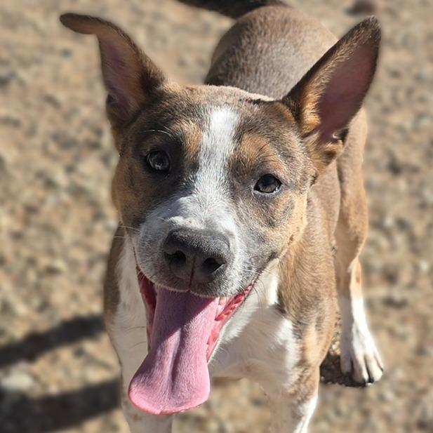 Enlarge Hope, a Adoptable mixed breed in Wickenburg, AZ image 4/4