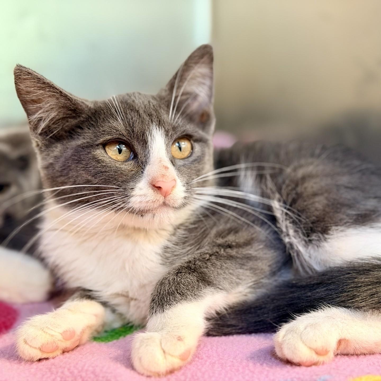 Riko, a ADOPTABLE Domestic Short Hair in Jackson, NJ image 2/2