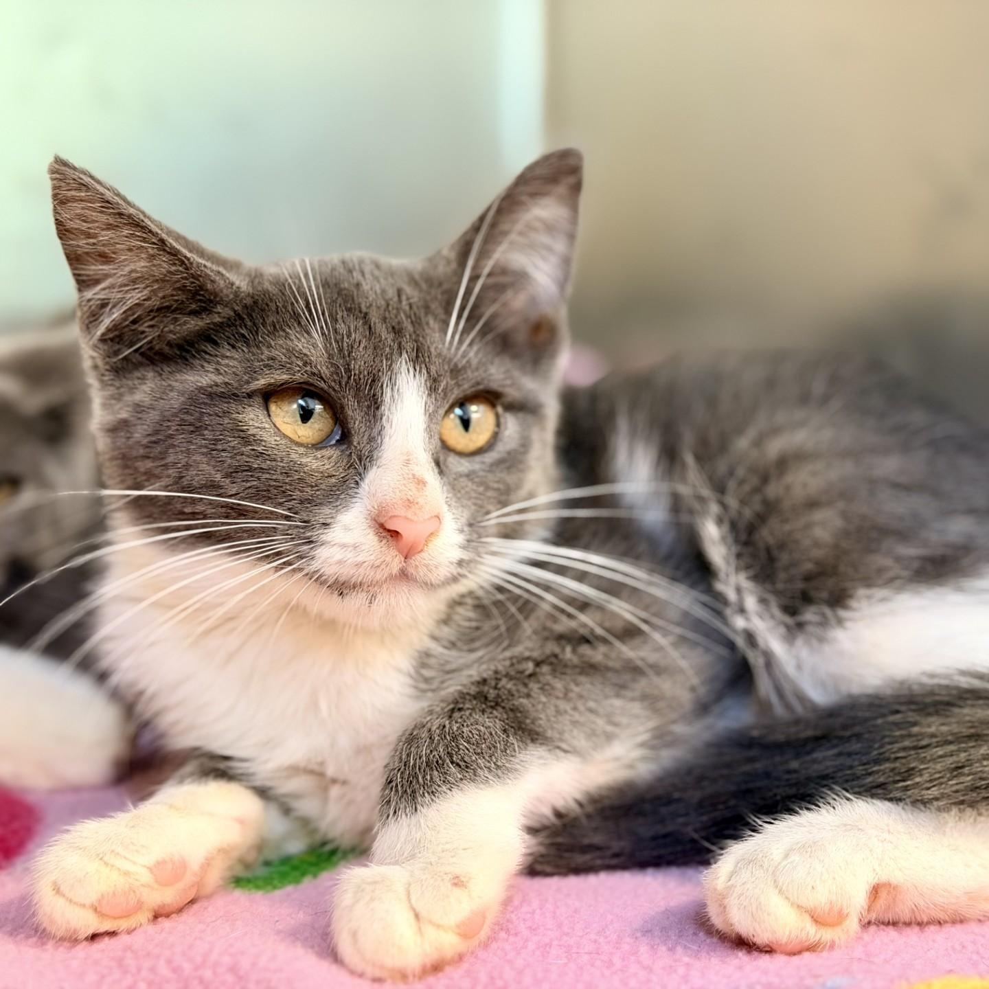 Riko, ADOPTABLE, Kitten Male Domestic Short Hair.