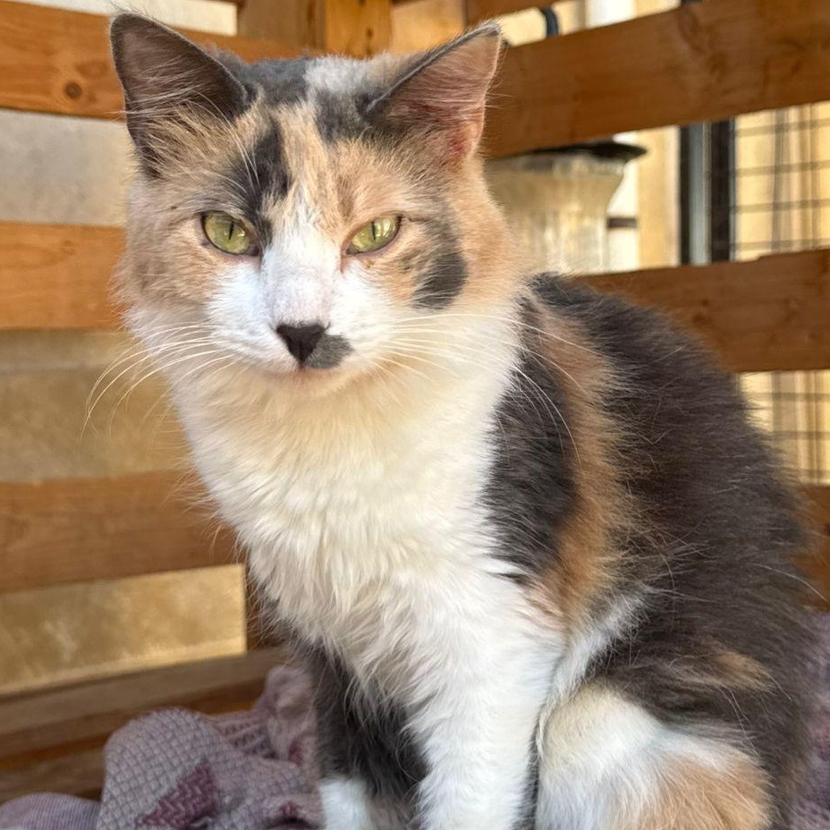 Sindy / Foxy- Laura Fisher, adopted, Young Female Somali & Tabby.