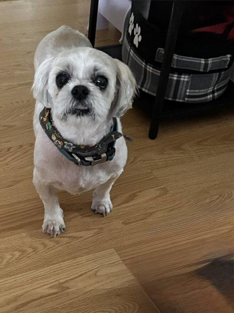 Hilda, Adoptable, Senior Female Shih Tzu.