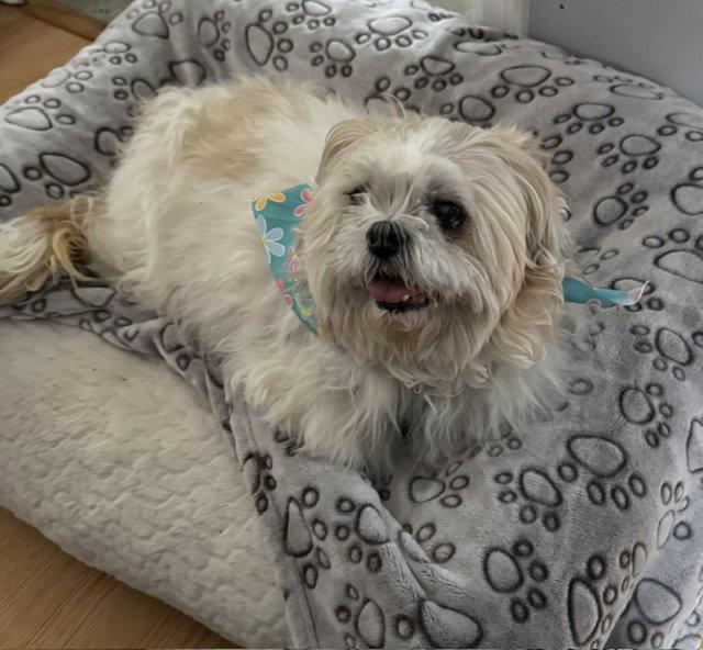 Hilda, a Adoptable Shih Tzu in Etobicoke, ON image 2/3
