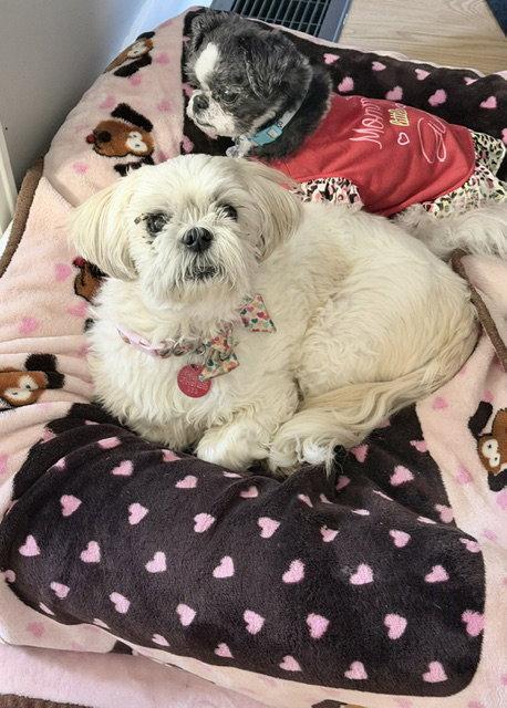 Hilda, a Adoptable Shih Tzu in Etobicoke, ON image 3/3