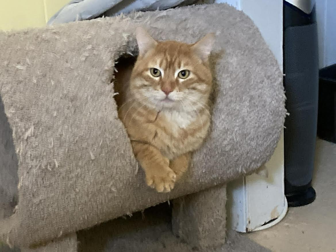 Enlarge Turmeric, a Adoptable Domestic Short Hair in Fort Collins, CO image 1/4