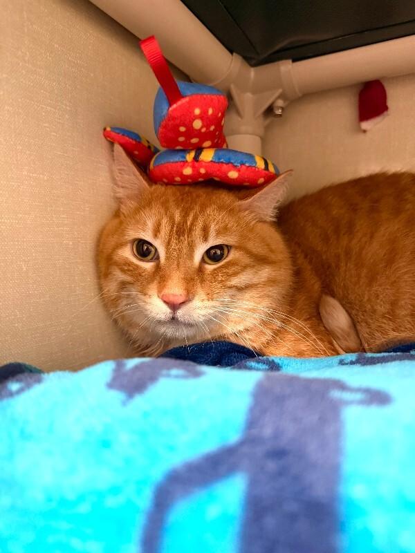 Enlarge Turmeric, a Adoptable Domestic Short Hair in Fort Collins, CO image 2/4