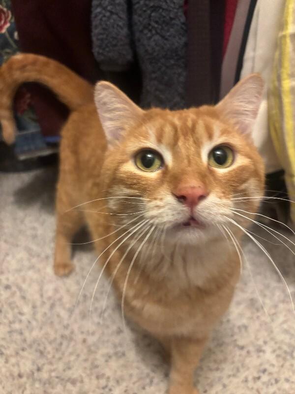 Enlarge Turmeric, a Adoptable Domestic Short Hair in Fort Collins, CO image 3/4