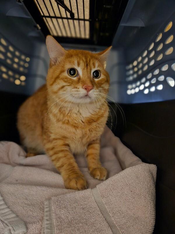 Enlarge Turmeric, a Adoptable Domestic Short Hair in Fort Collins, CO image 4/4
