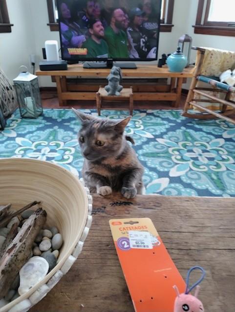 Gracie, a Adopted American Shorthair in Sea Isle City, NJ image 1/4