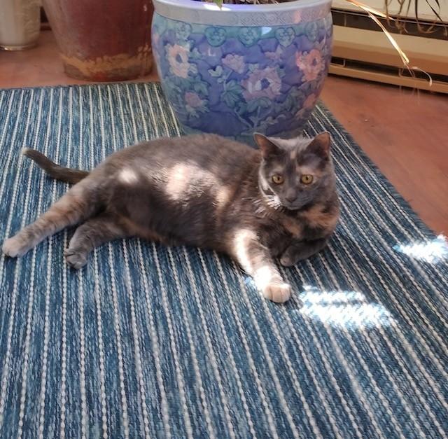 Gracie, a Adopted American Shorthair in Sea Isle City, NJ image 2/4