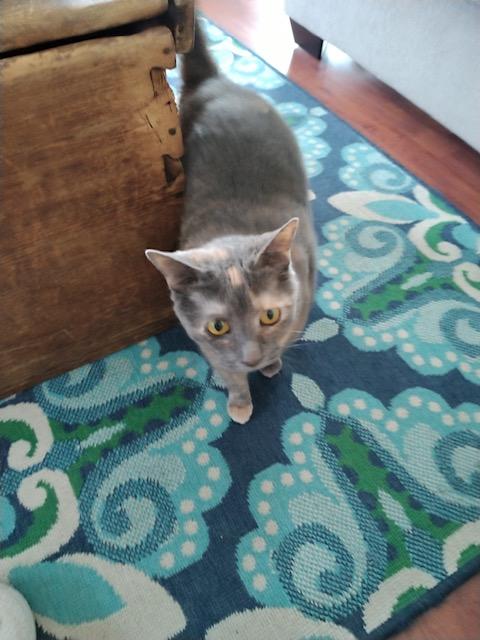 Gracie, a Adopted American Shorthair in Sea Isle City, NJ image 3/4