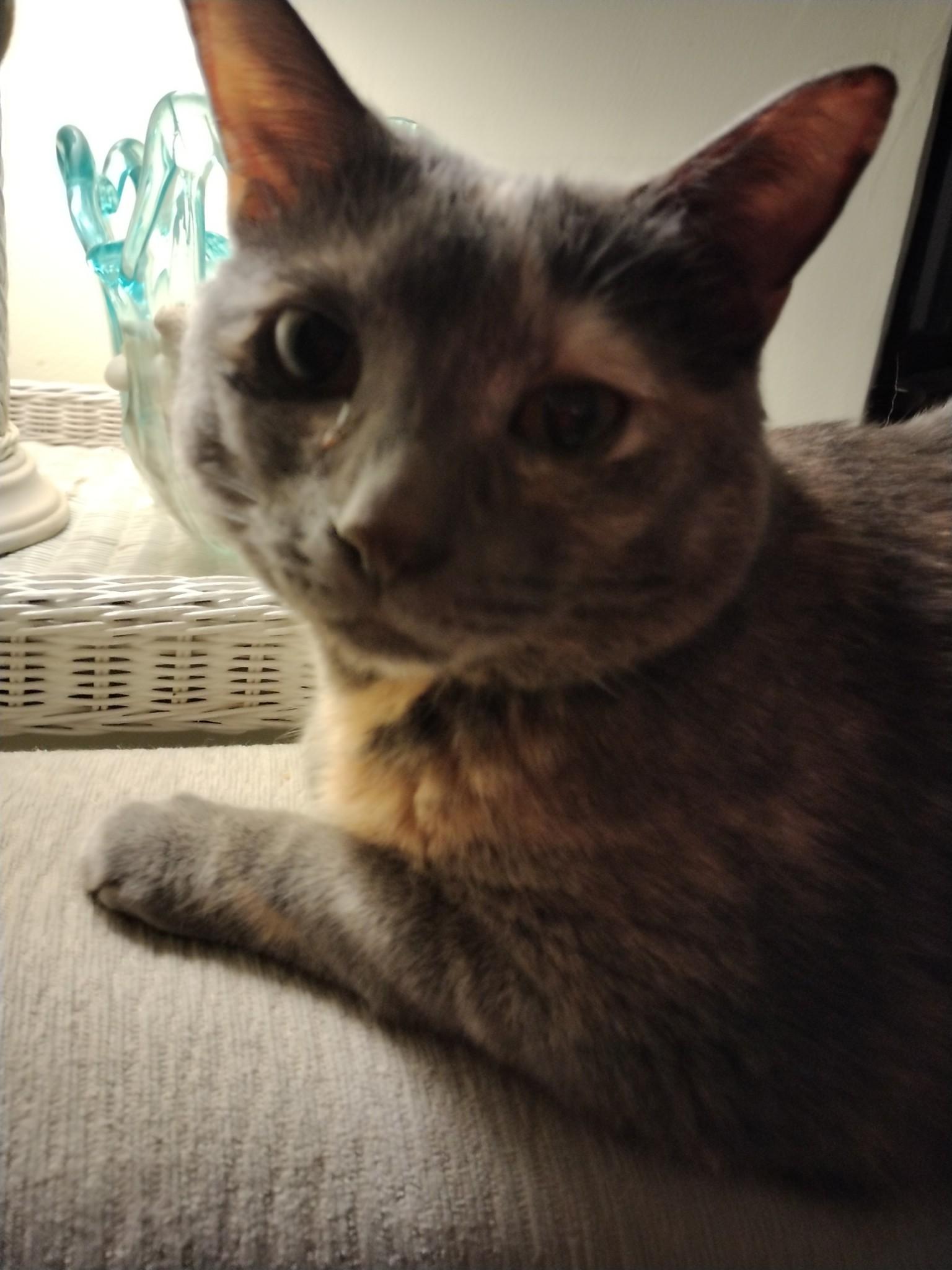 Gracie, a Adopted American Shorthair in Sea Isle City, NJ image 4/4