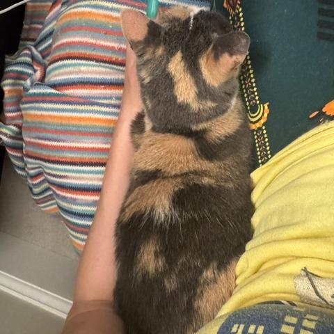 Crystal, Adoptable, Senior Female Domestic Short Hair.