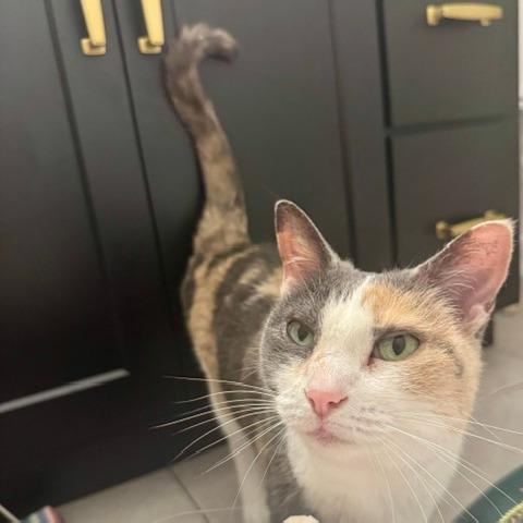 Enlarge Crystal, a Adoptable Domestic Short Hair in St. Louis, MO image 2/6