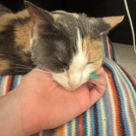 Enlarge Crystal, a Adoptable Domestic Short Hair in St. Louis, MO image 3/6