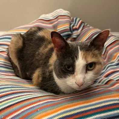 Enlarge Crystal, a Adoptable Domestic Short Hair in St. Louis, MO image 4/6