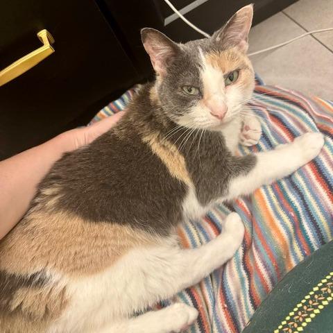 Enlarge Crystal, a Adoptable Domestic Short Hair in St. Louis, MO image 5/6