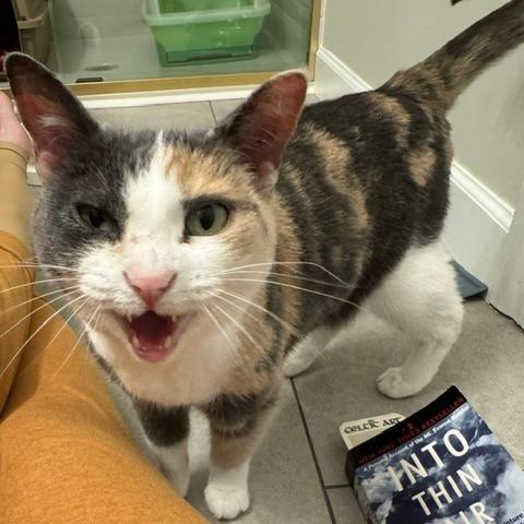 Enlarge Crystal, a Adoptable Domestic Short Hair in St. Louis, MO image 6/6