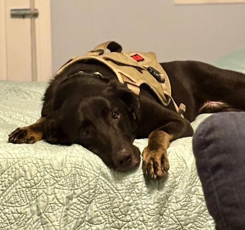 Enlarge Gunnar, an adopted mixed breed in Charlotte, NC image 2/6