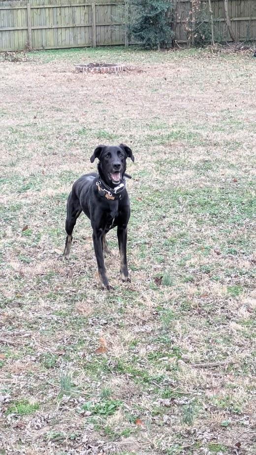 Enlarge Gunnar, an adopted mixed breed in Charlotte, NC image 3/6